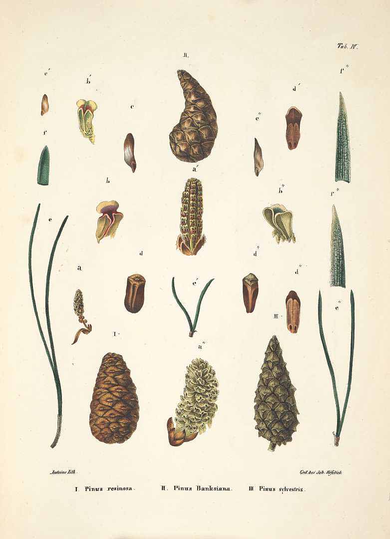 no HD illustration available (3)