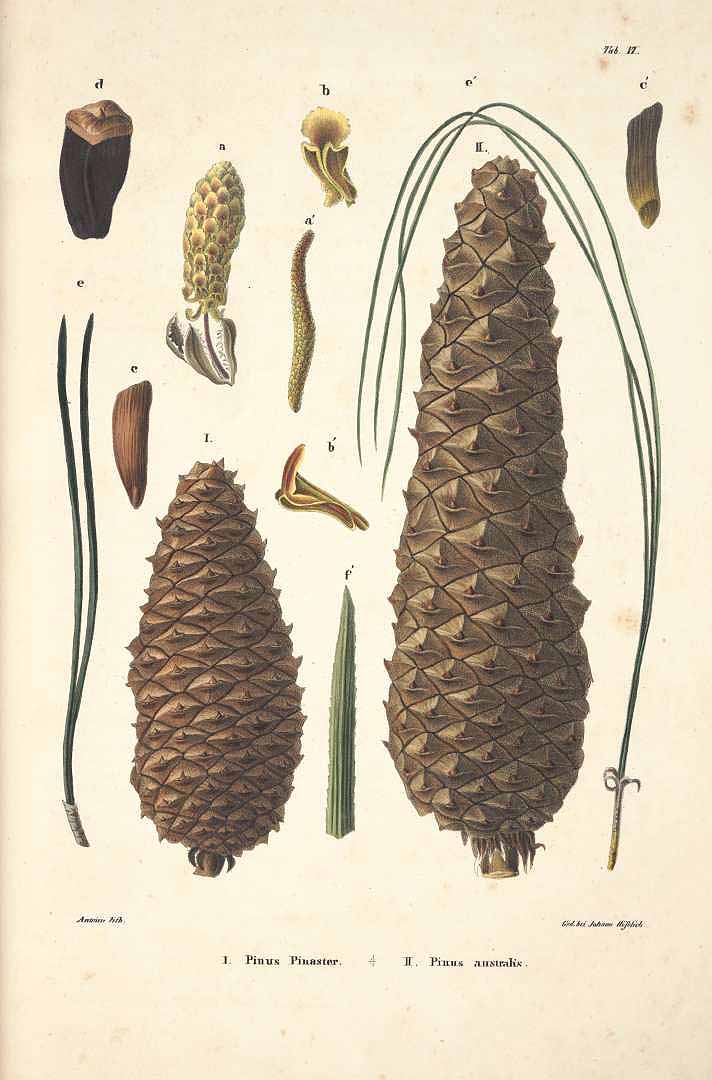 no HD illustration available (3)