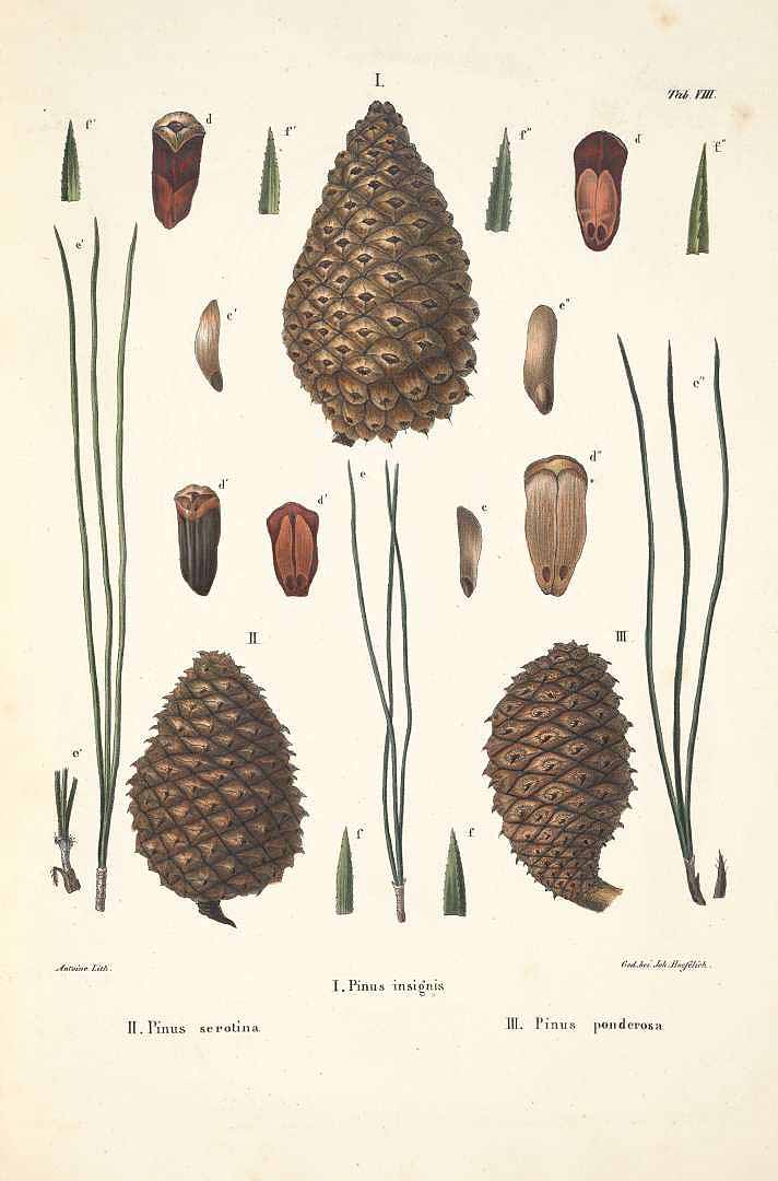 no HD illustration available (3)