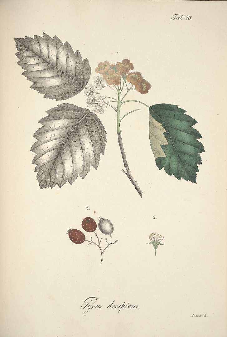 no HD illustration available (3)