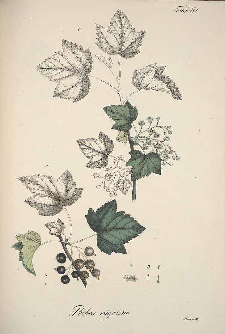 no HD illustration available (3)