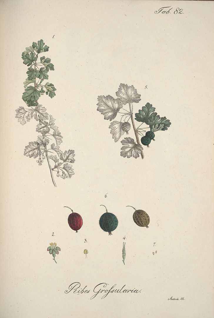 no HD illustration available (3)