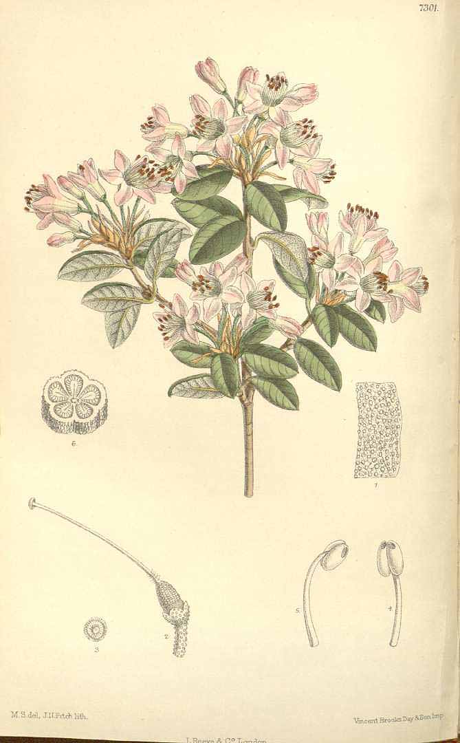 no HD illustration available (3)