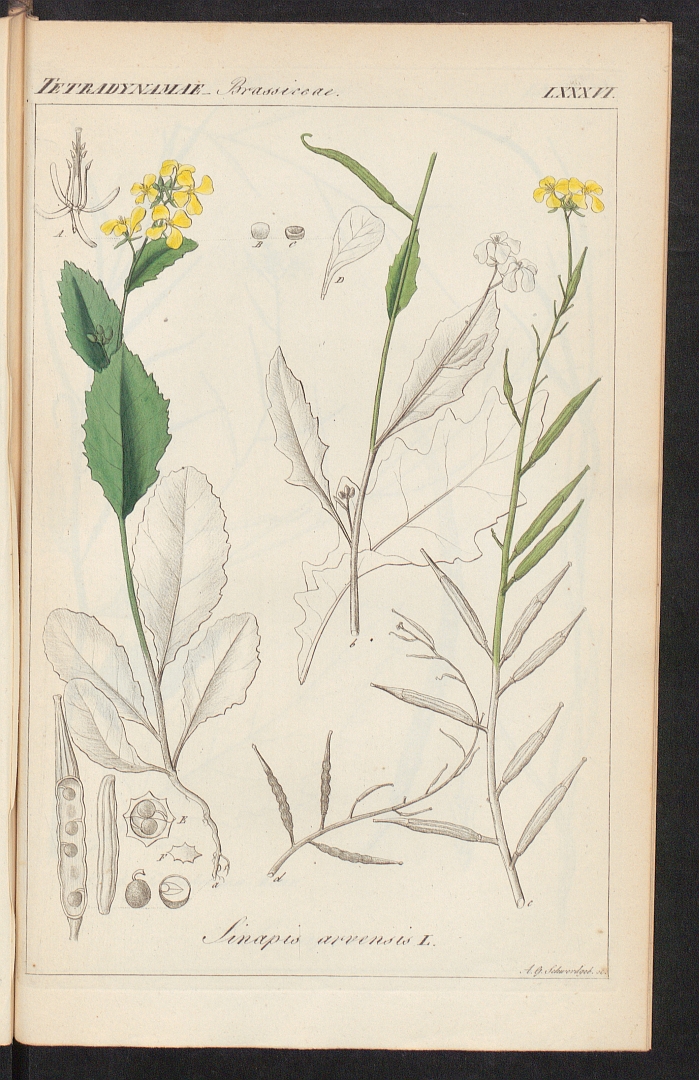 no HD illustration available (3)