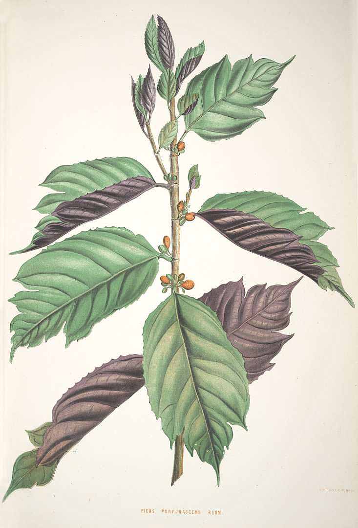 no HD illustration available (3)