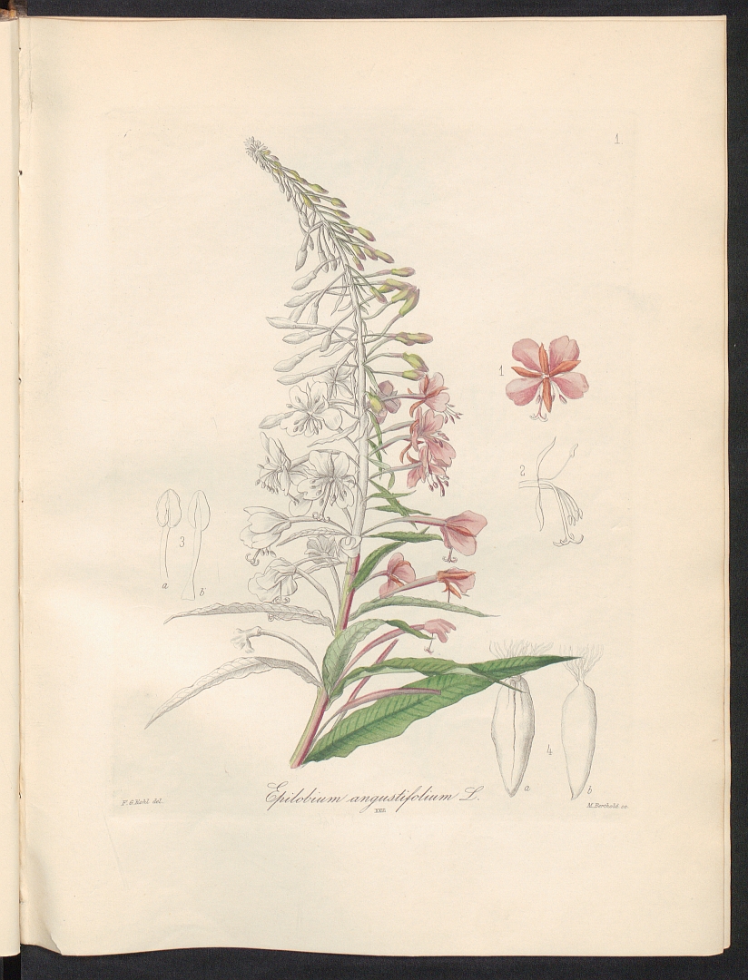 no HD illustration available (3)