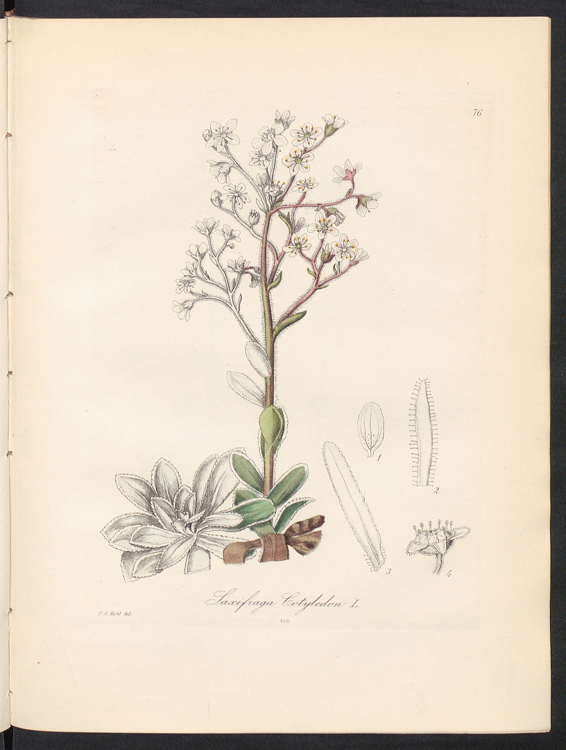 no HD illustration available (3)