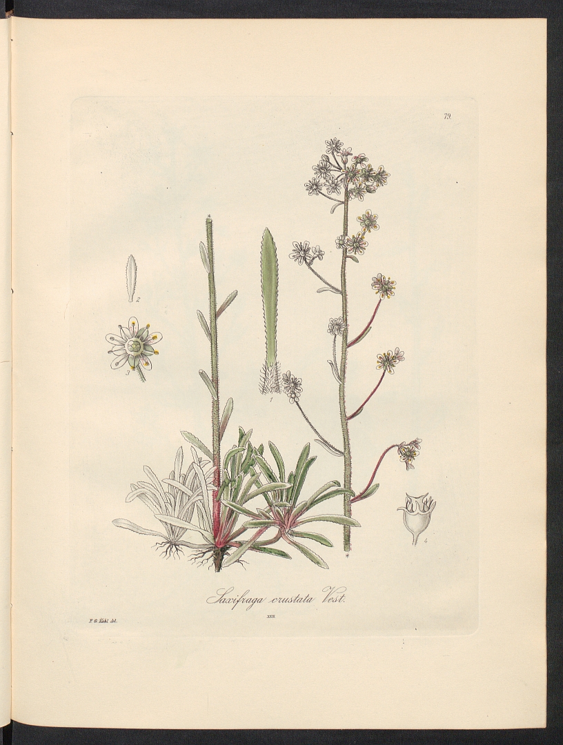 no HD illustration available (3)