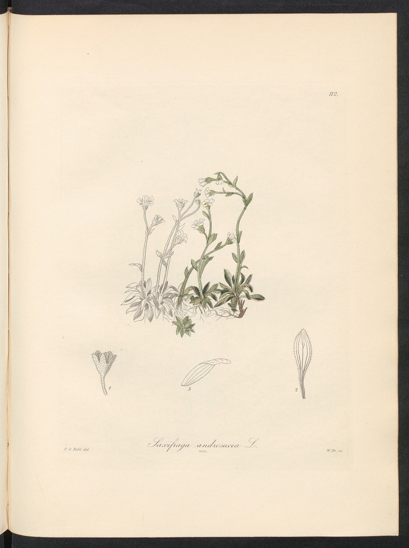 no HD illustration available (3)