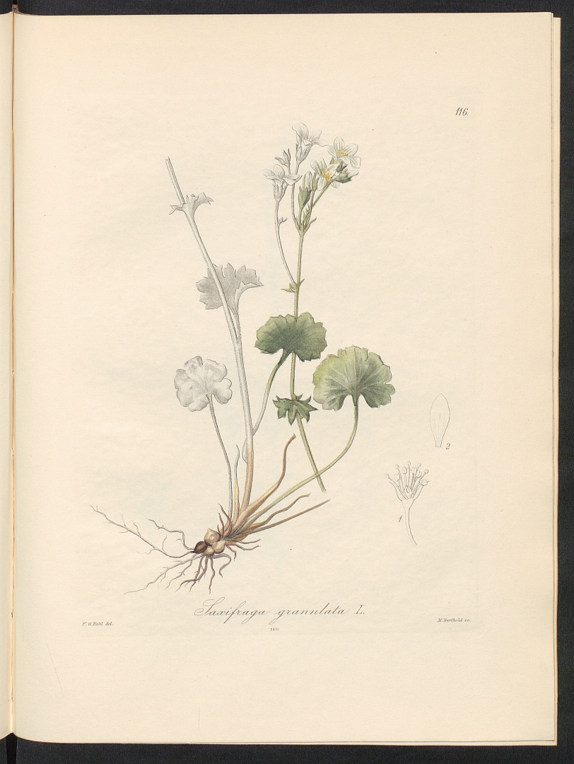 no HD illustration available (3)