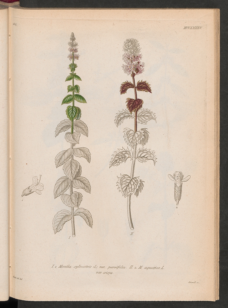 no HD illustration available (3)