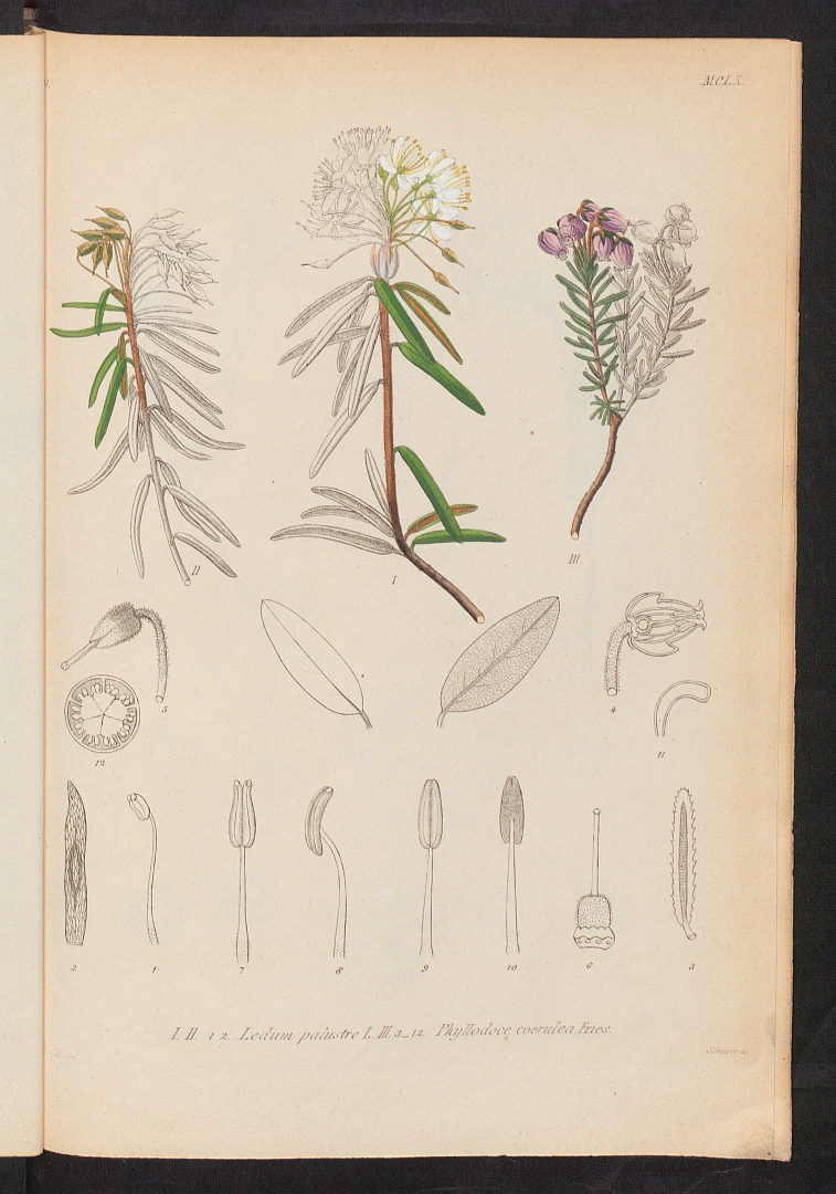 no HD illustration available (3)