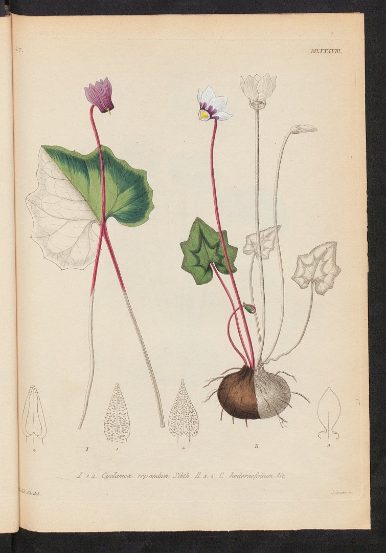 no HD illustration available (3)