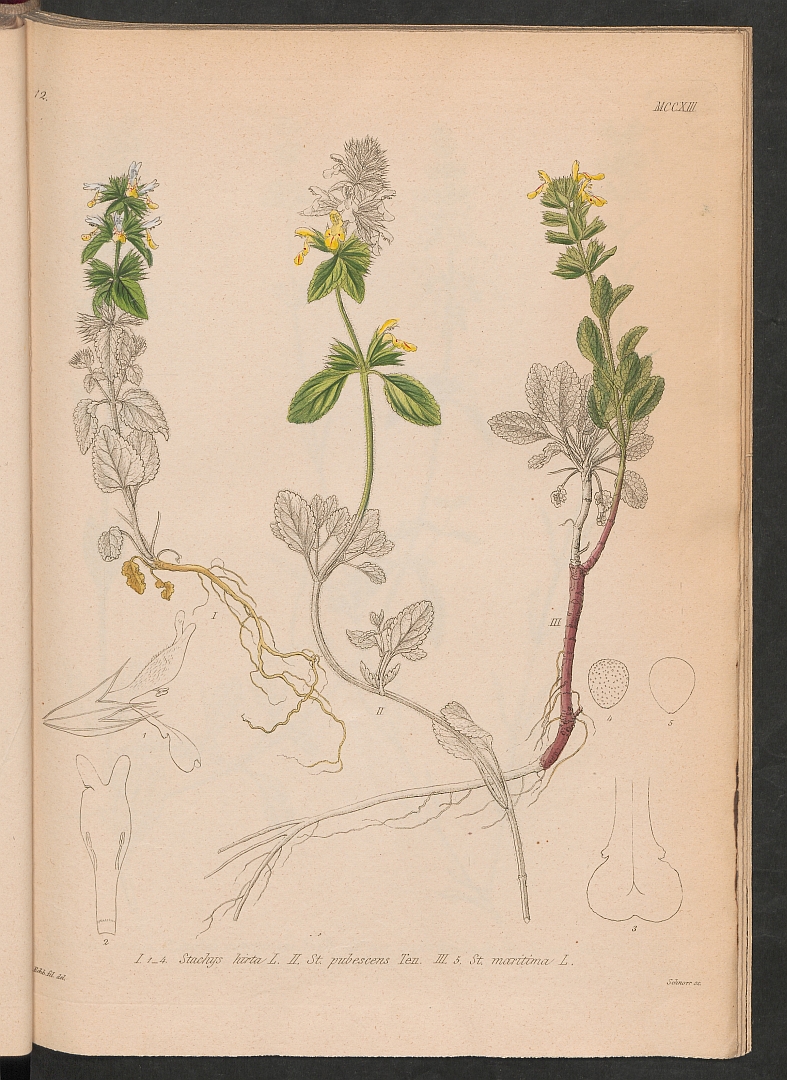 no HD illustration available (3)