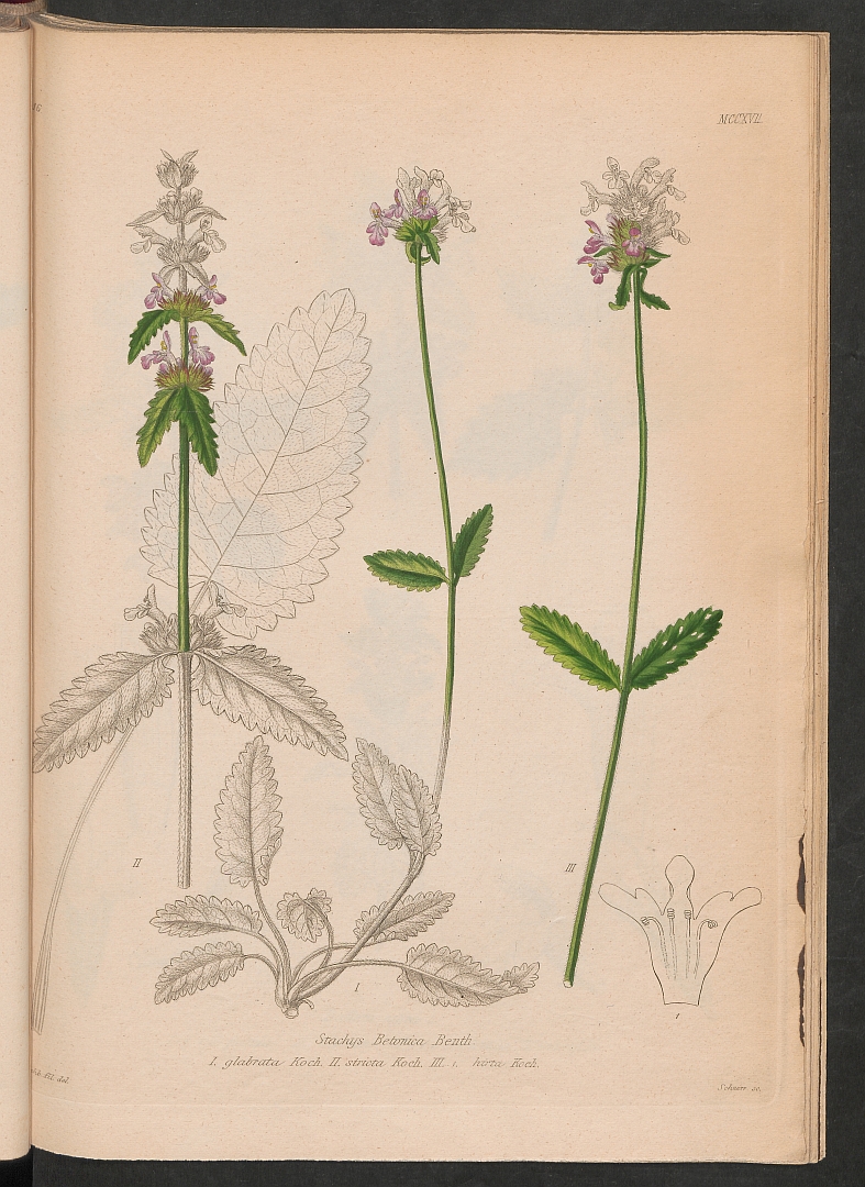 no HD illustration available (3)