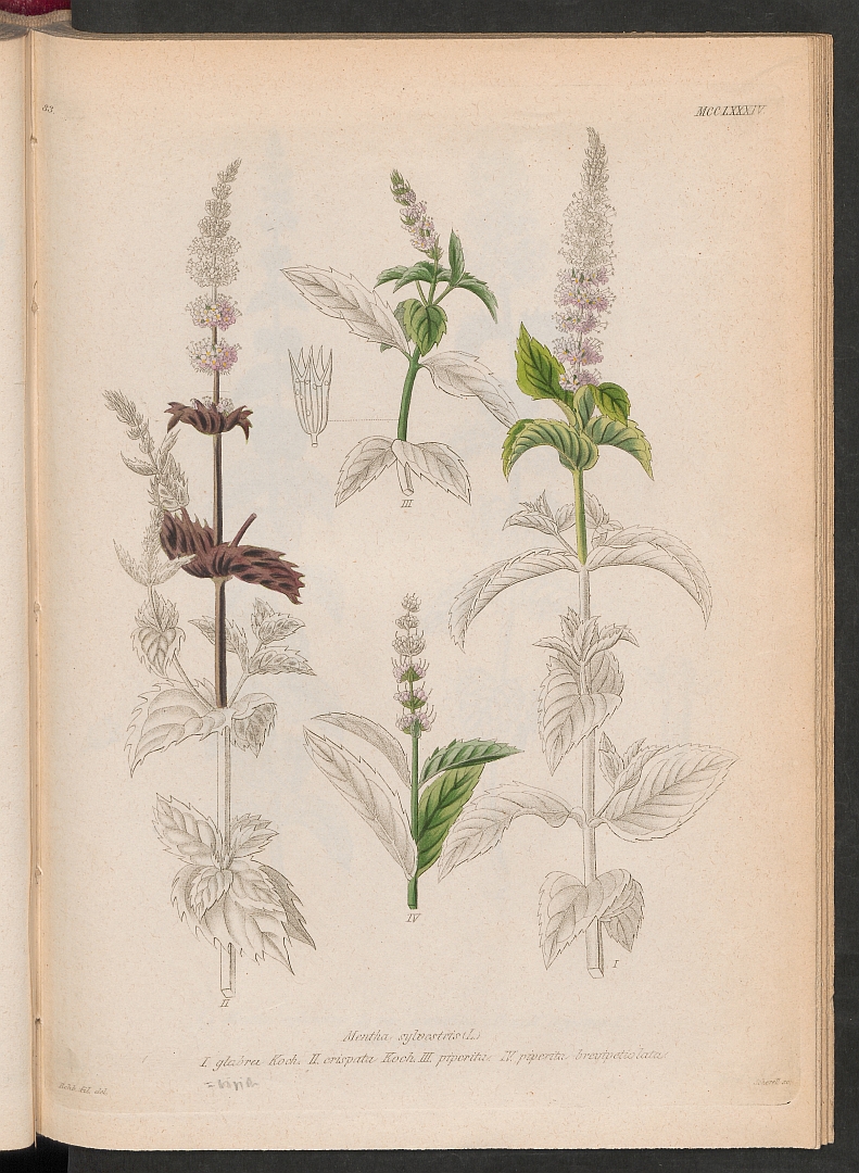 no HD illustration available (3)