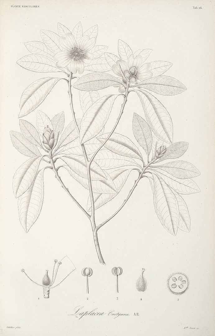 no HD illustration available (3)