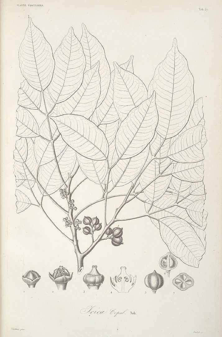 no HD illustration available (3)