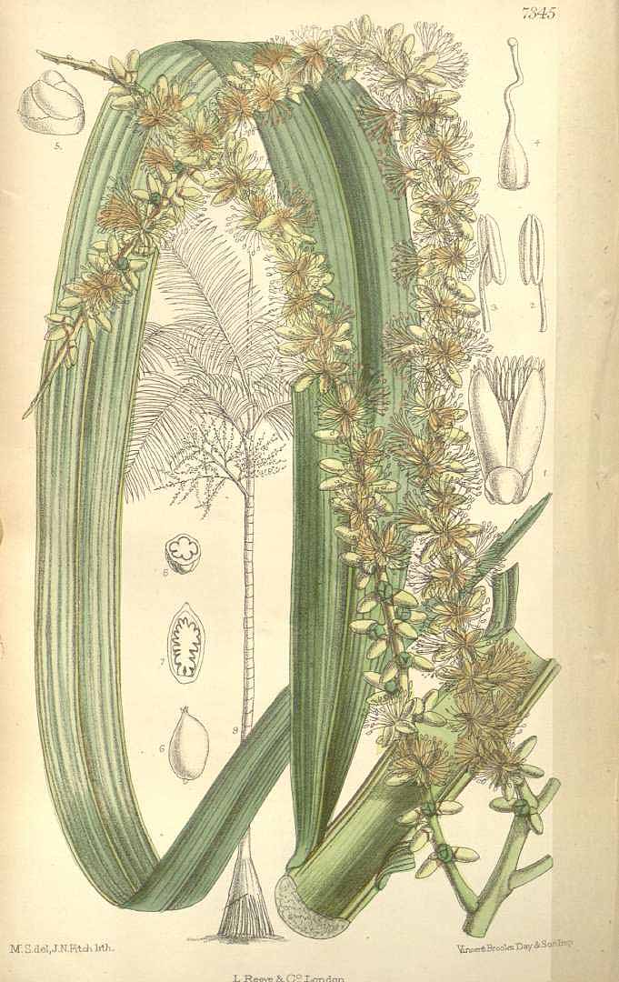 no HD illustration available (3)