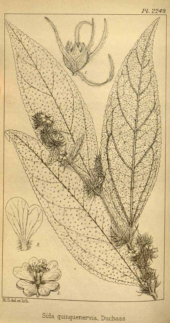 no HD illustration available (3)