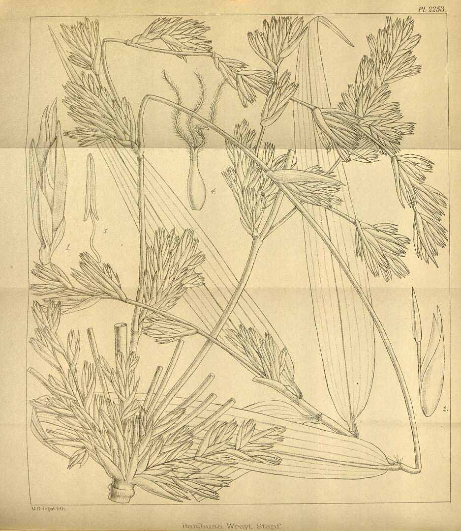 no HD illustration available (3)