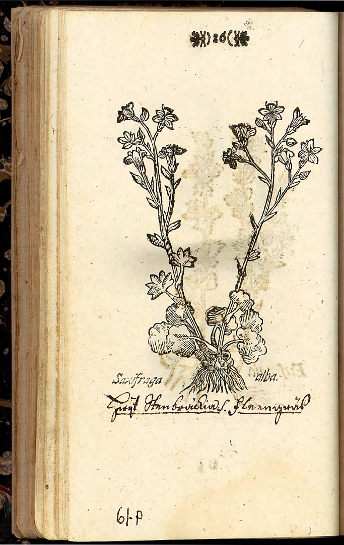 no HD illustration available (3)