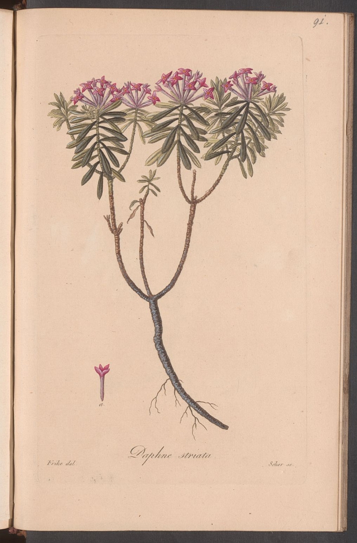 no HD illustration available (3)