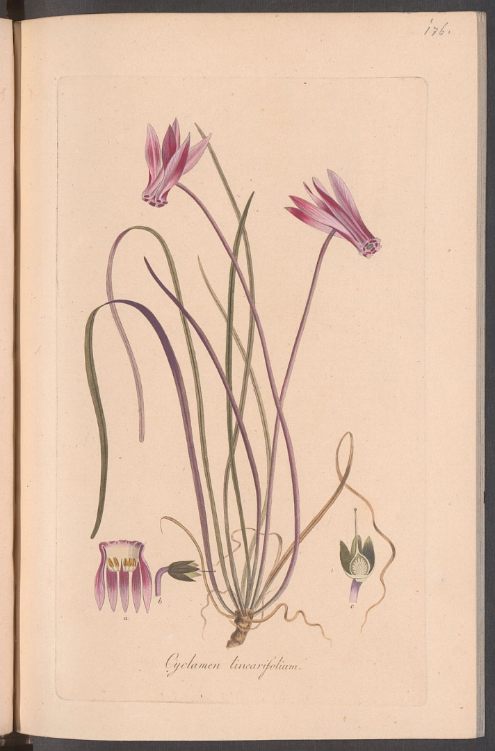 no HD illustration available (3)