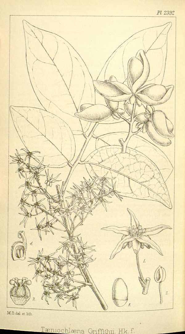 no HD illustration available (3)