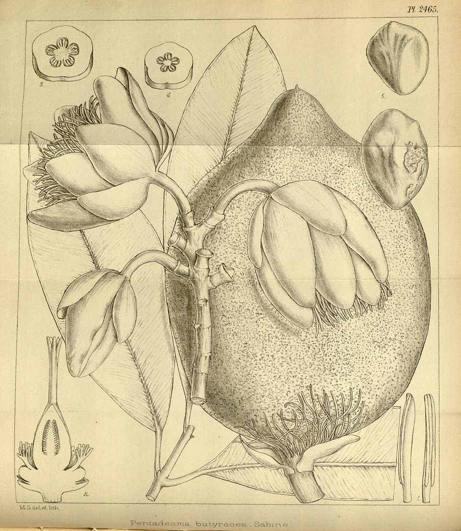 no HD illustration available (3)