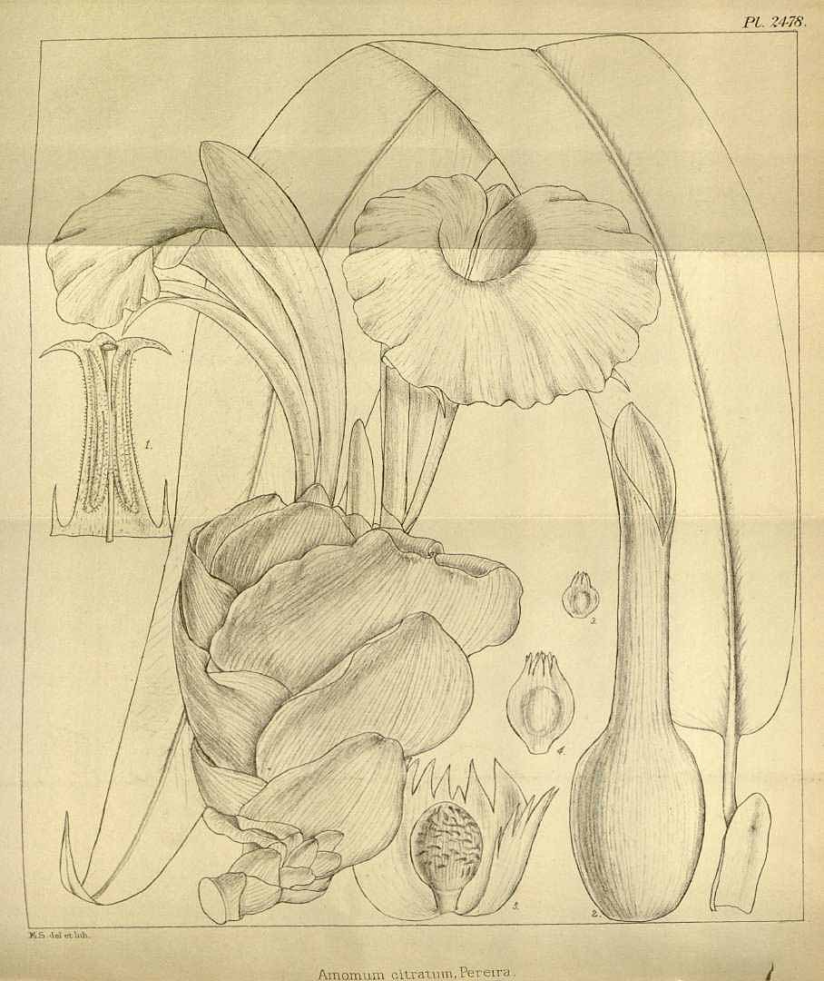 no HD illustration available (3)