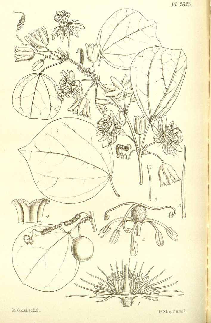 no HD illustration available (3)