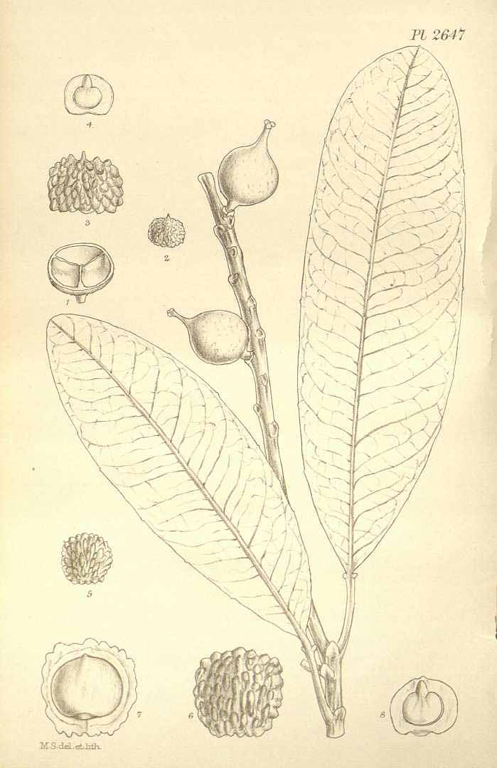 no HD illustration available (3)