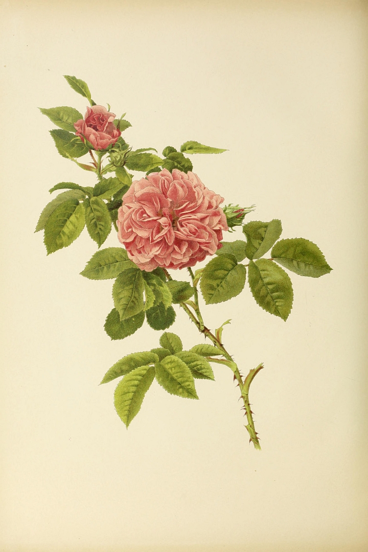 no HD illustration available (3)