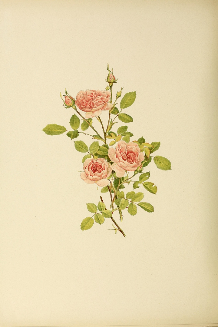 no HD illustration available (3)