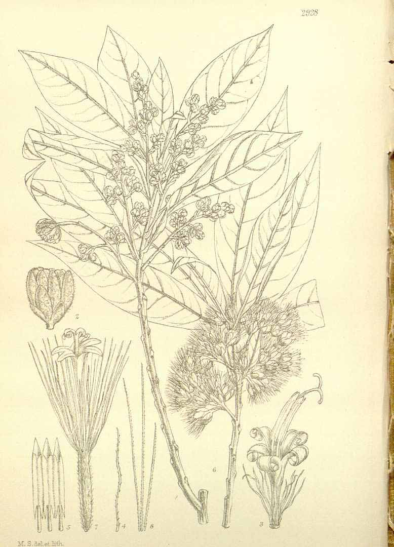 no HD illustration available (3)