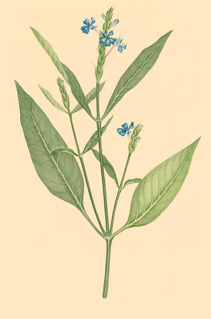 no HD illustration available (3)