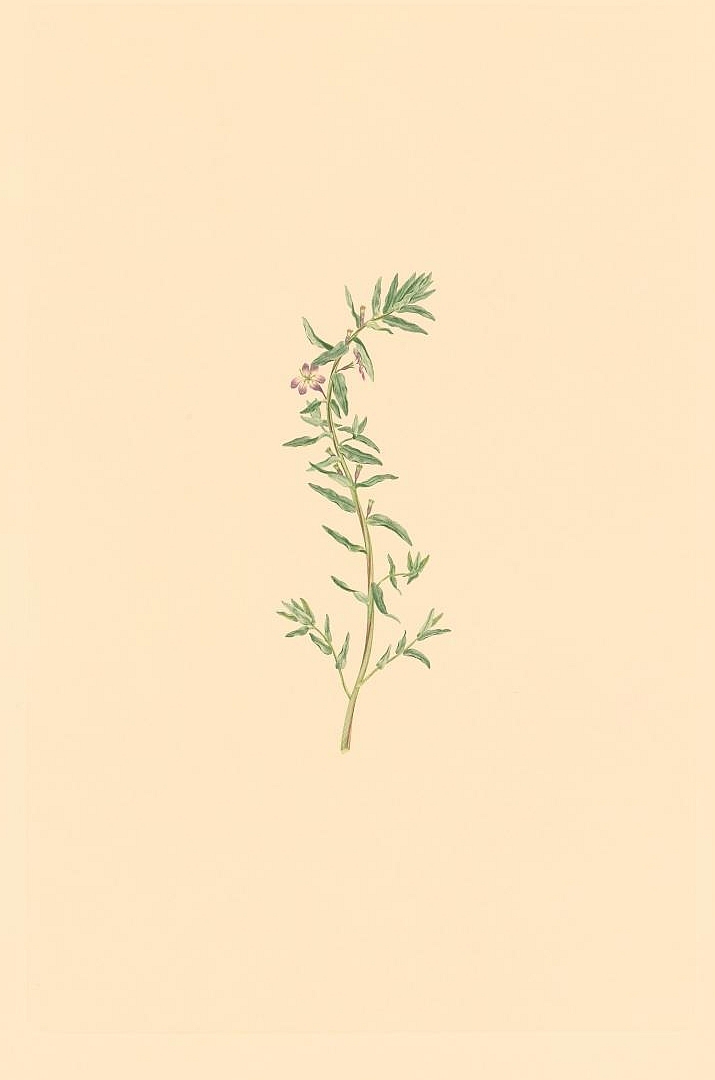 no HD illustration available (3)