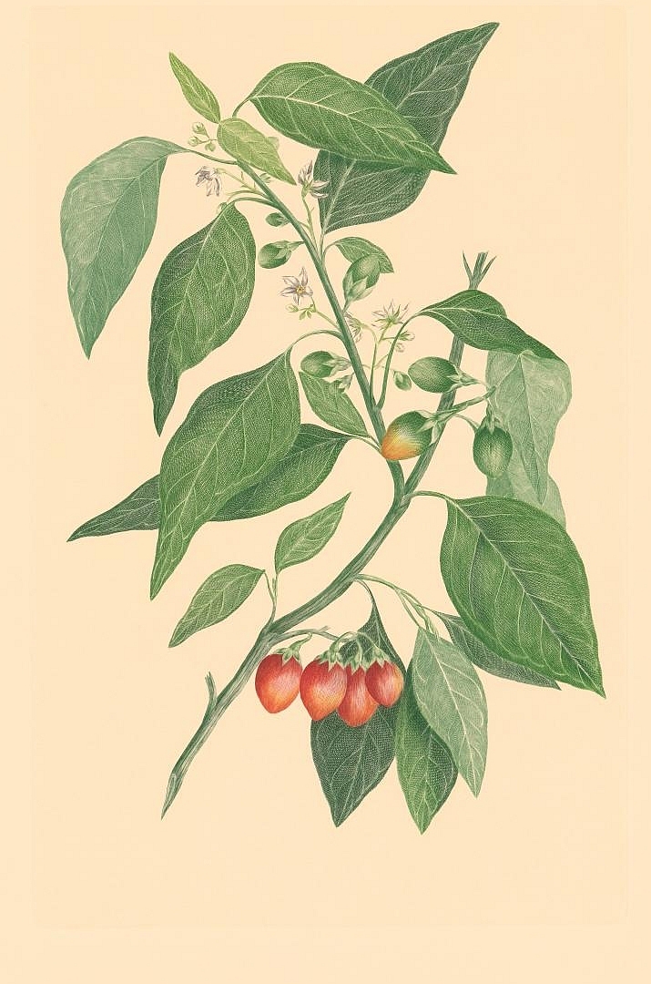 no HD illustration available (3)