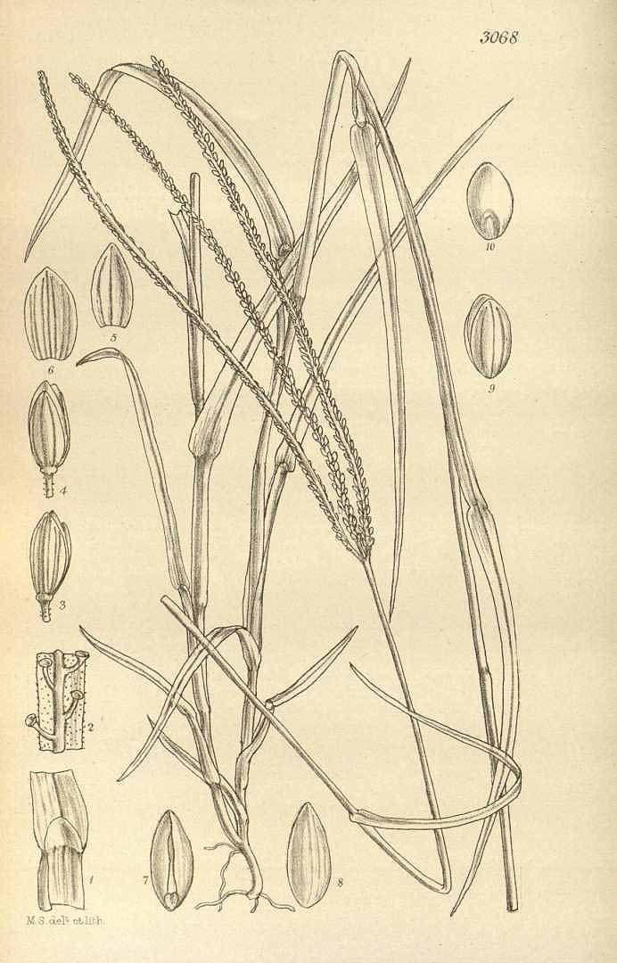 no HD illustration available (3)