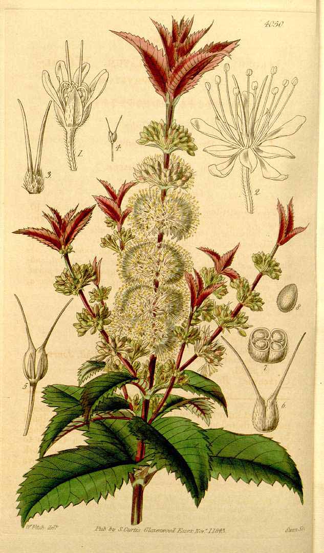 no HD illustration available (3)