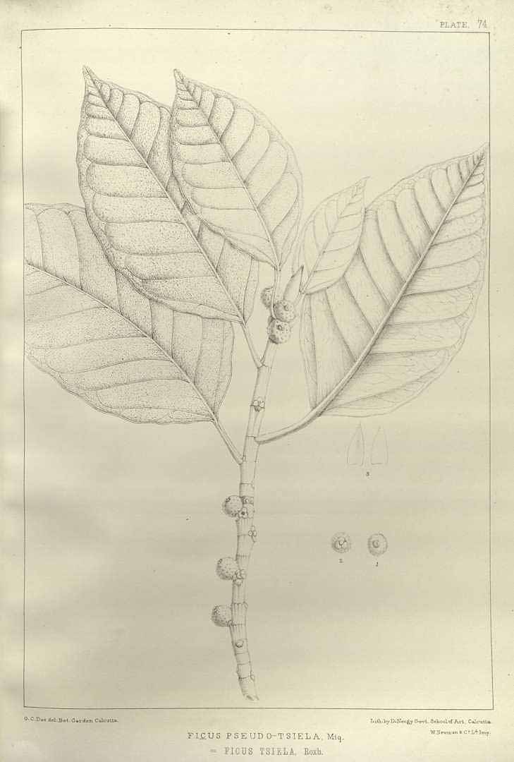 no HD illustration available (3)