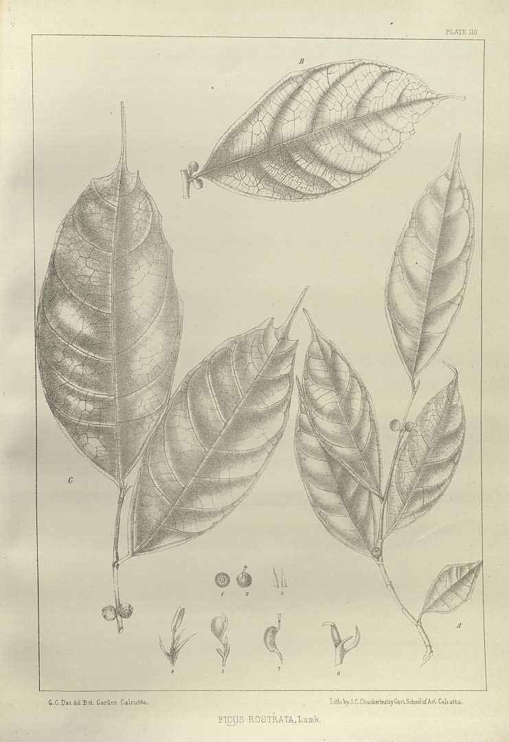 no HD illustration available (3)