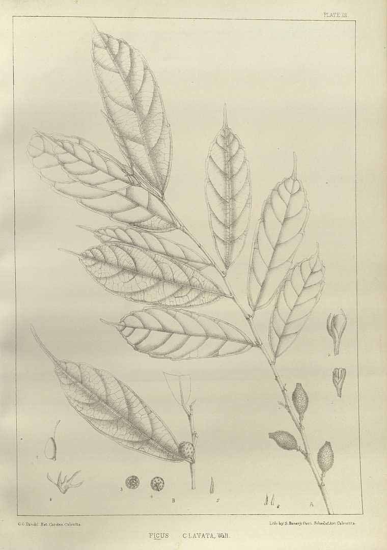 no HD illustration available (3)