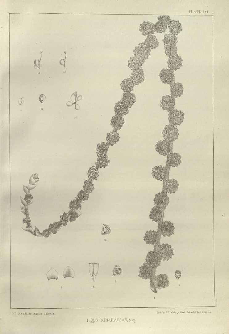 no HD illustration available (3)