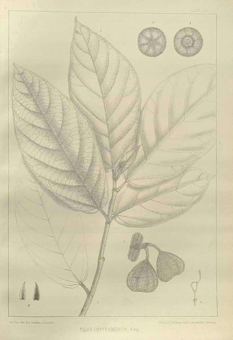 no HD illustration available (3)