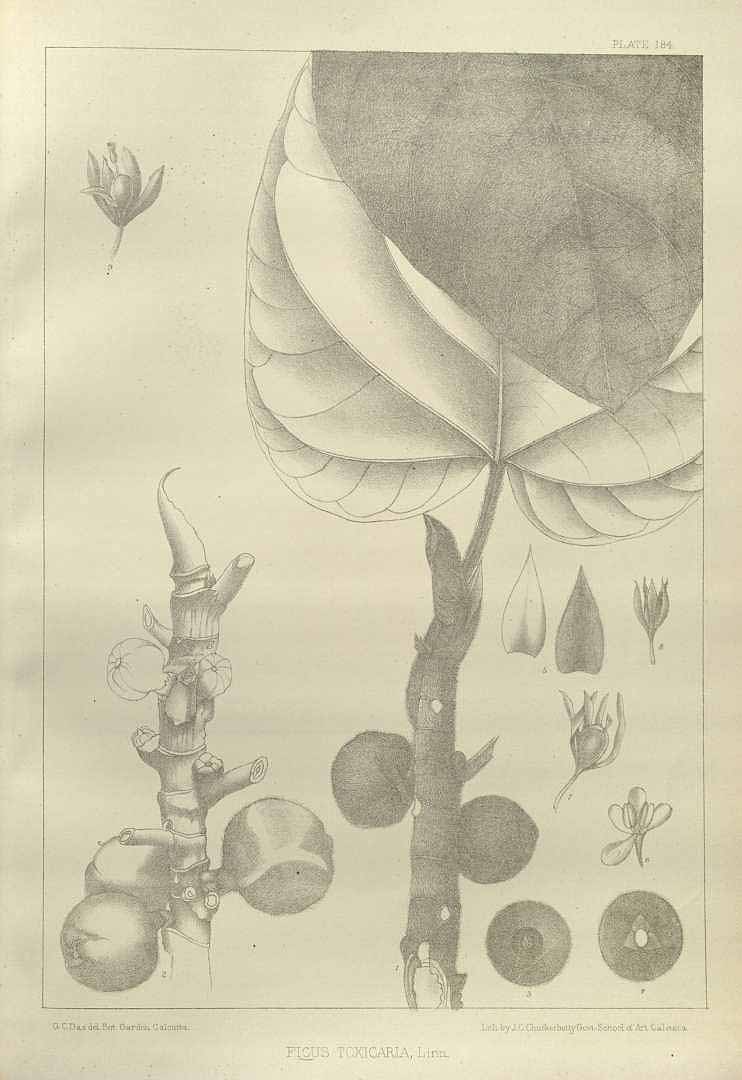 no HD illustration available (3)