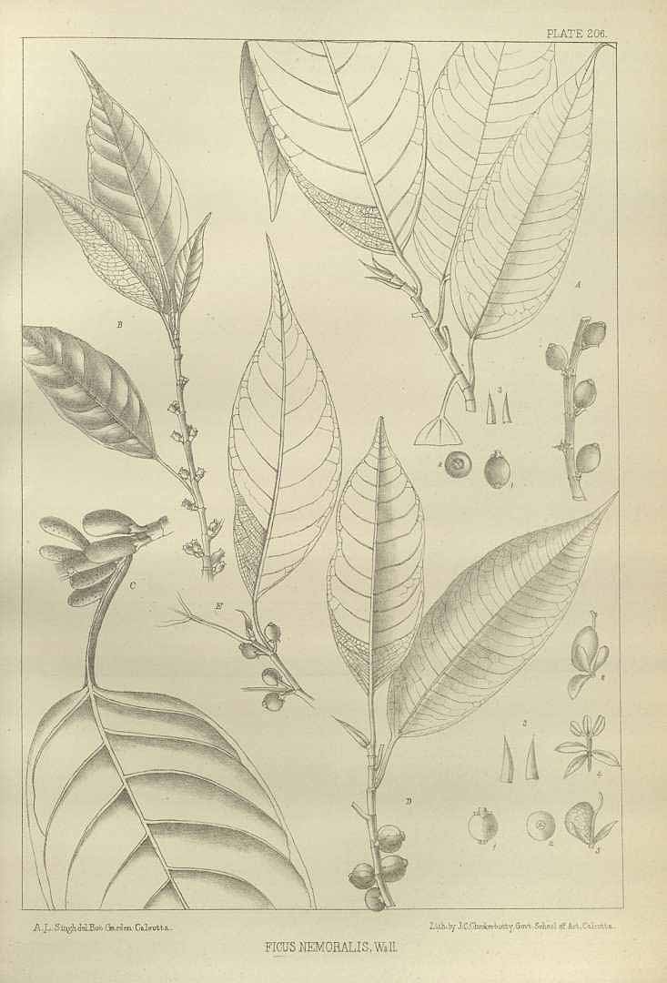 no HD illustration available (3)