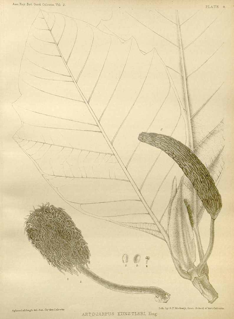 no HD illustration available (3)