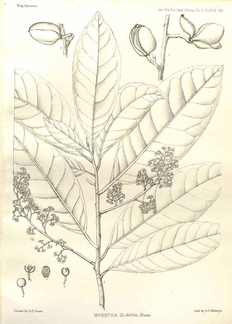 no HD illustration available (3)